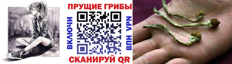 Купить закладки  Балашов  Галлюциногенные грибы Cubensis 